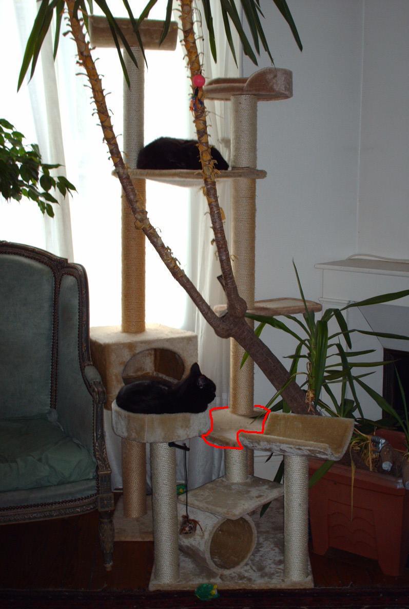 arbre a chat qui bouge